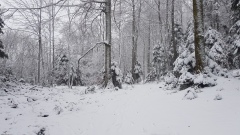 2021-01 BassecourtLaChaux