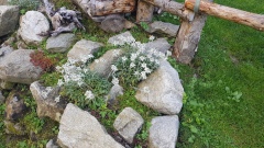 2019-Binntal