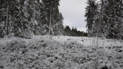 2020-12 Gruere