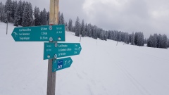2021-01 1000sapins