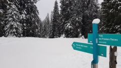2021-01 1000sapins