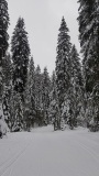 2021-01 1000sapins