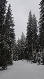 2021-01 1000sapins