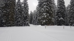 2021-01 1000sapins