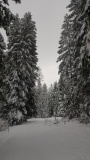 2021-01 1000sapins