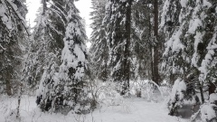 2021-01 1000sapins