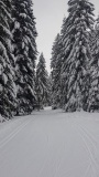 2021-01 1000sapins