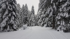 2021-01 1000sapins