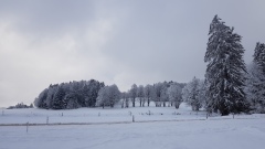 2021-01 1000sapins