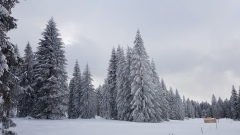 2021-01 1000sapins