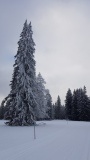 2021-01 1000sapins