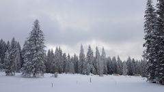 2021-01 1000sapins