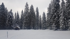 2021-01 1000sapins