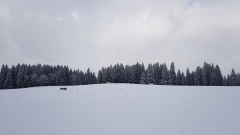 2021-01 1000sapins